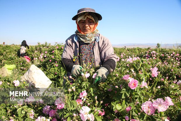 برداشت گل محمدی از مزارع روستای ولی آباد اسفراین