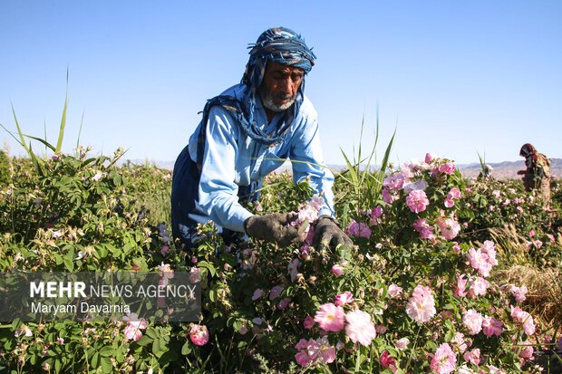 برداشت گل محمدی از مزارع روستای ولی آباد اسفراین