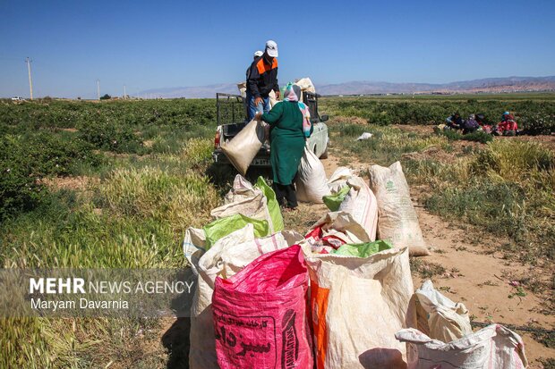 برداشت گل محمدی از مزارع روستای ولی آباد اسفراین