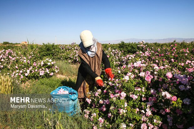 برداشت گل محمدی از مزارع روستای ولی آباد اسفراین