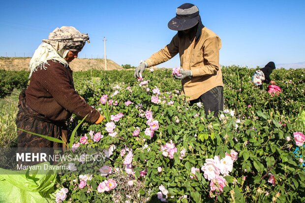 برداشت گل محمدی از مزارع روستای ولی آباد اسفراین