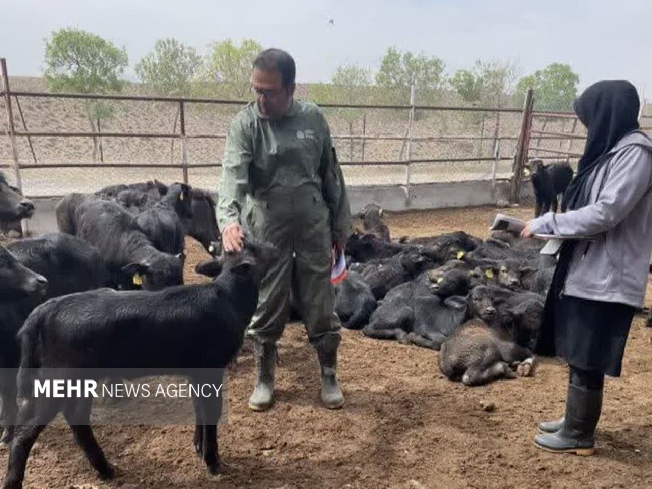 اجرای پروژه اصلاح نژاد گاومیش در سمنان؛ طرح با ۲۰۰ راس دام آغاز شد