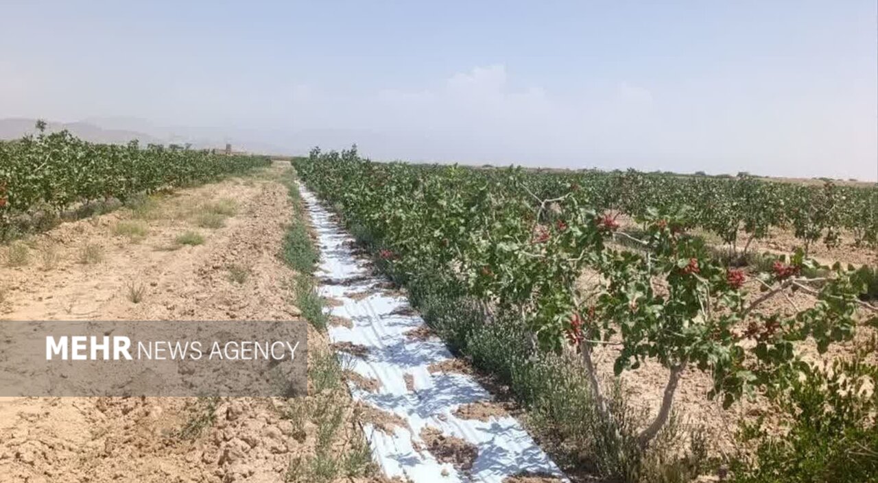 طرح،پسته،خاك،مالچ،شوكت،دامغان،باغات،پلاستيكي