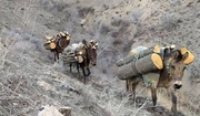 دستگیری عامل قطع درختان جنگلی در اراضی ملی خلخال