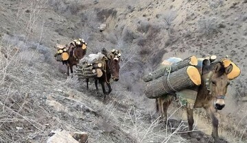 دستگیری عامل قطع درختان جنگلی در اراضی ملی خلخال