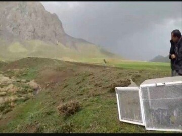 قاچاقچی حیات‌وحش در دهگلان با ۱۰ قطعه کبک زنده دستگیر شد