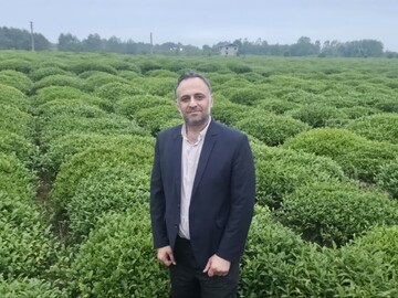 برداشت ۳۳۰ تنی برگ سبز چای از باغات رامسر؛ ۴۷ درصد مطالبات پرداخت شد