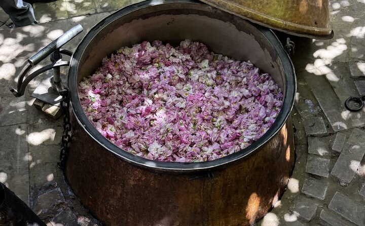 گلاب‌گیری شهری؛ سنتی زنده یا تجربه‌ای در آستانه فرسودگی اقتصادی؟