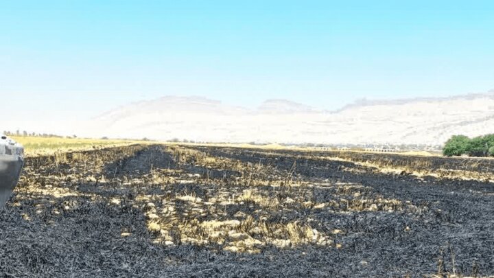 جنگلهای ایلام؛ سرمایهای در محاصره آتش و غفلت