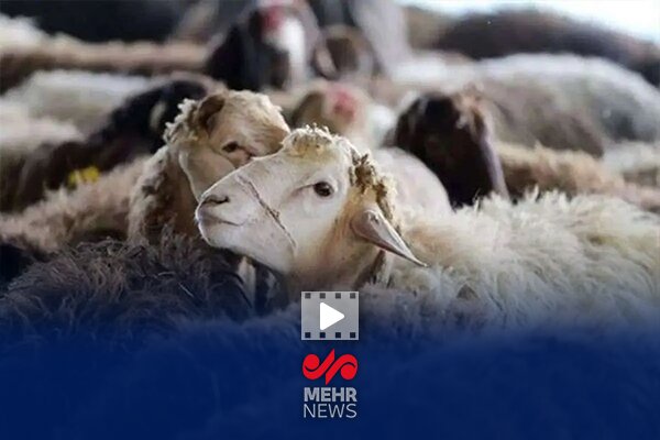 قیمت دام زنده عید قربان شب عرفه اعلام خواهد شد