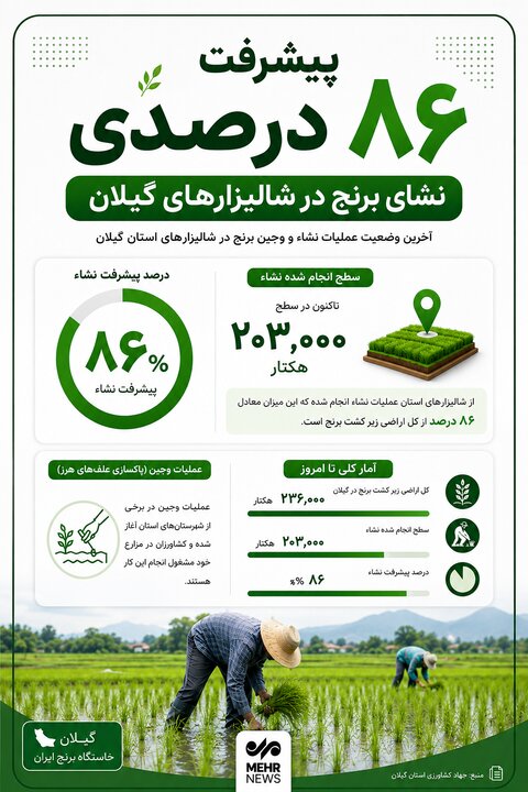 اینفوگرافیک؛ پیشرفت ۸۶ درصدی نشای برنج در گیلان