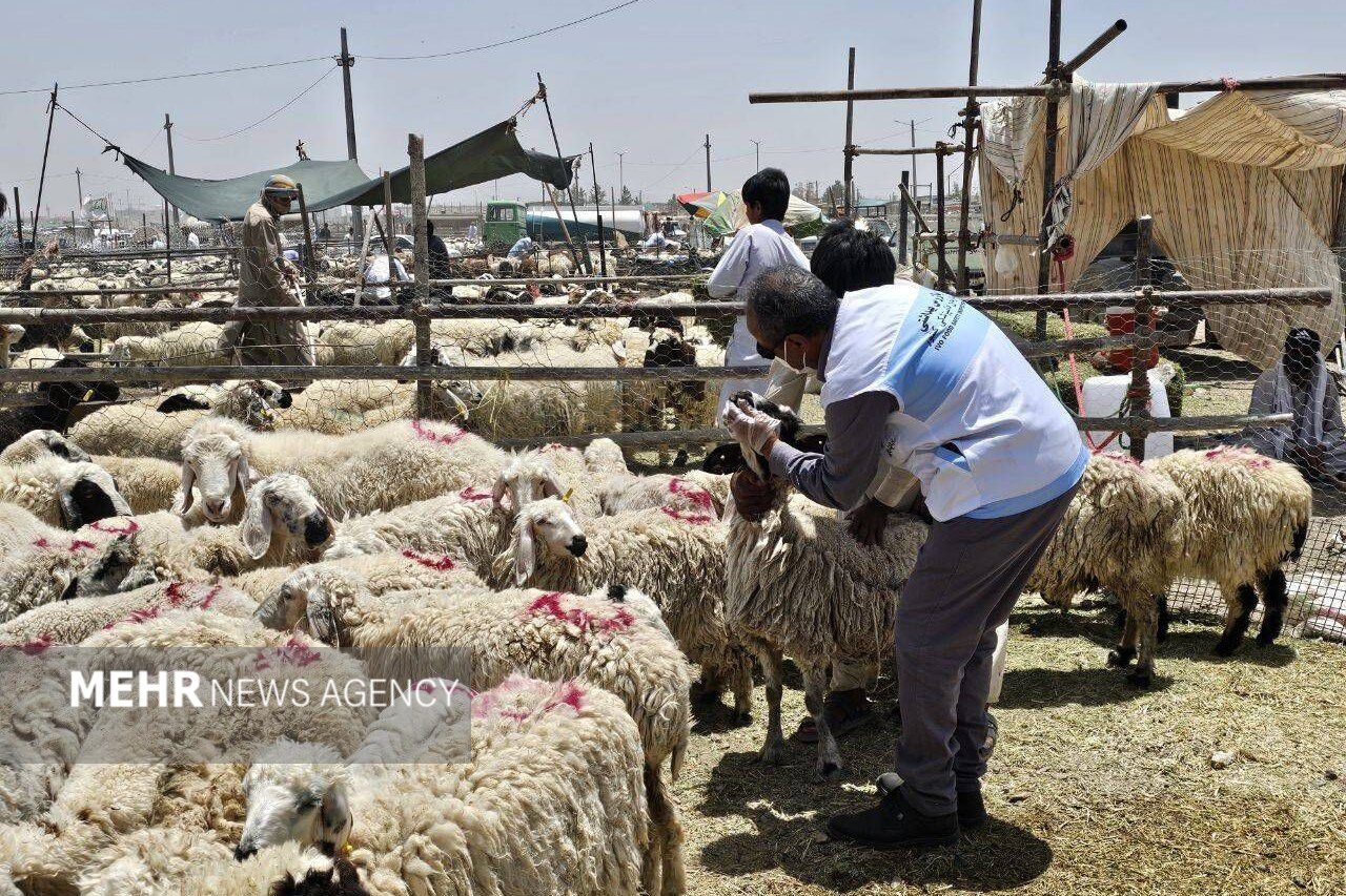 دام،بهداشتي،دامپزشكي،شرعي،استان،ذبح،سرگزي،قربان،عيد،مجاز،تأك ...