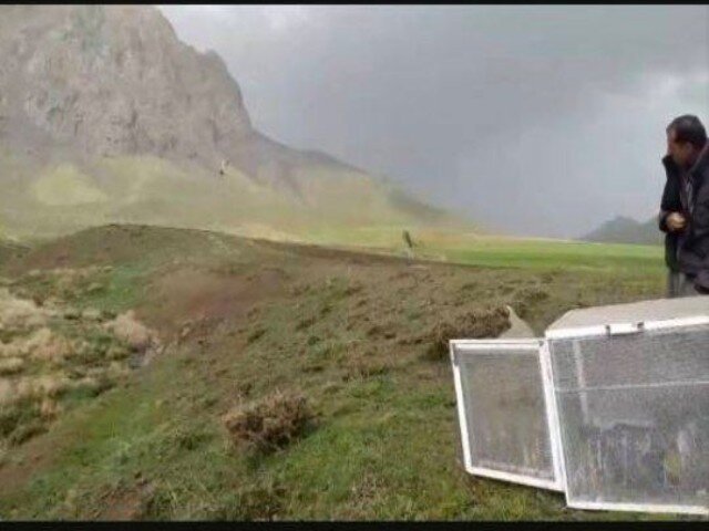 كبك،حفاظت،زيست،محيط،قطعه،دهگلان،حميدي
