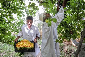 برداشت ۱۰ هزار تن زردآلو از باغات سیستان و بلوچستان