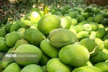 واردات انبه ممنوع شد