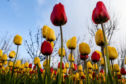 Tulip farm in Village of Espareh Khoun in Tabriz