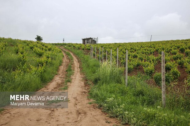 طبیعت زیبای بهاری خراسان شمالی