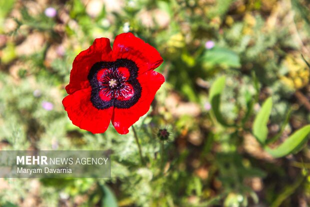 طبیعت زیبای بهاری خراسان شمالی