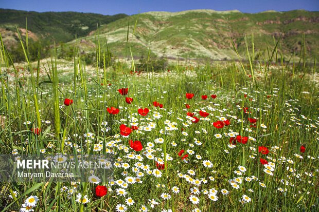طبیعت زیبای بهاری خراسان شمالی