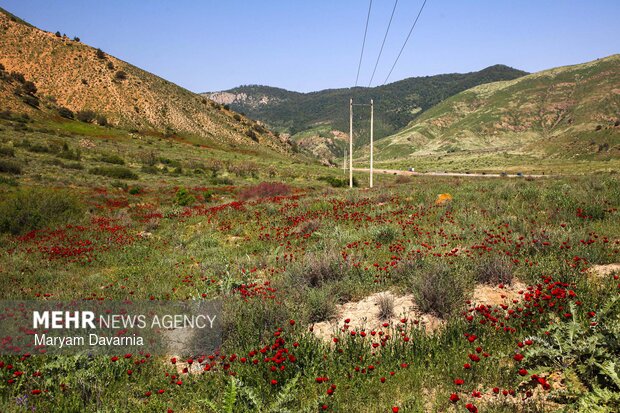 طبیعت زیبای بهاری خراسان شمالی