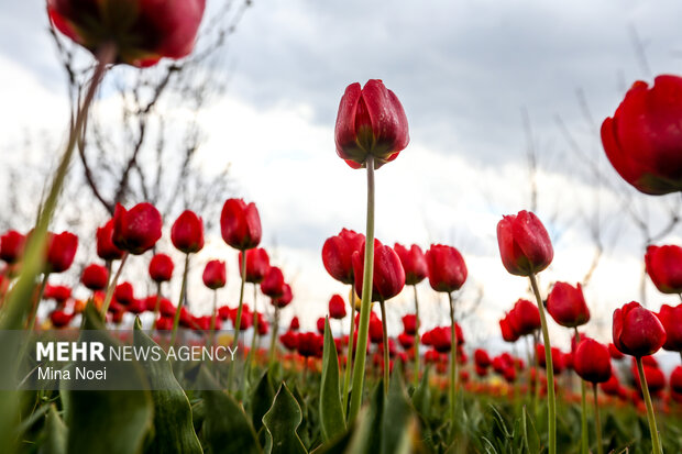 Tulip farm in Village of Espareh Khoun in Tabriz
