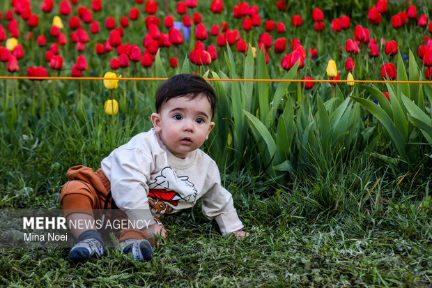 Tulip farm in Village of Espareh Khoun in Tabriz
