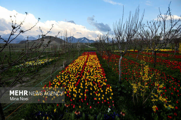 مزرعه لاله در روستای اسپره خون تبریز