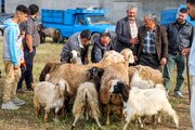بازار خرید و فروش دام در آستانه عید قربان در اردبیل