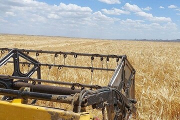 تولید بیش از ۷ هزار تن جو در خاش