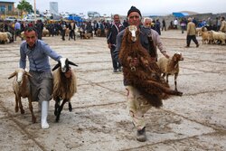 خرید و فروش دام در آستانه عید قربان در بجنورد