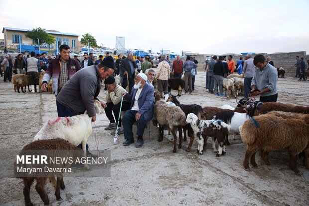 خرید و فروش دام در آستانه عید قربان در بجنورد