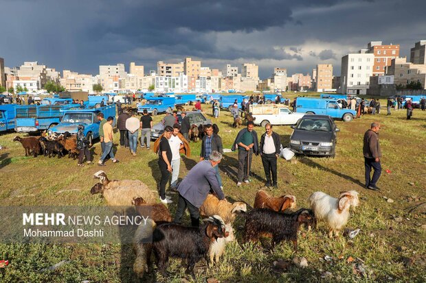 بازار خرید و فروش دام در آستانه عید قربان در اردبیل