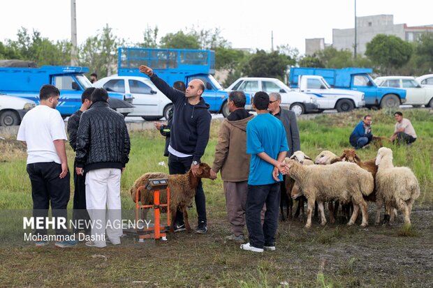 بازار خرید و فروش دام در آستانه عید قربان در اردبیل