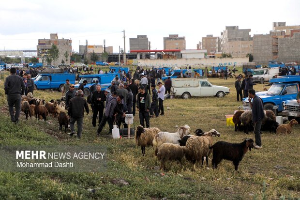 بازار خرید و فروش دام در آستانه عید قربان در اردبیل