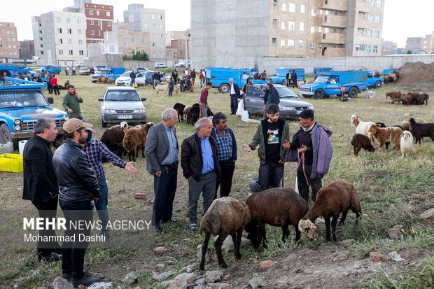 بازار خرید و فروش دام در آستانه عید قربان در اردبیل