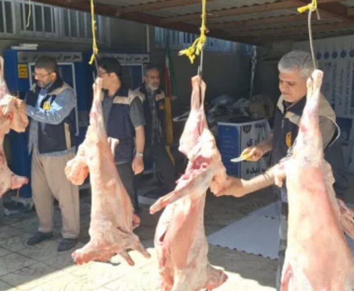 ذبح ۱۰ رأس گوسفند قربانی برای توزیع میان خانواده‌های نیازمند کنگاوری