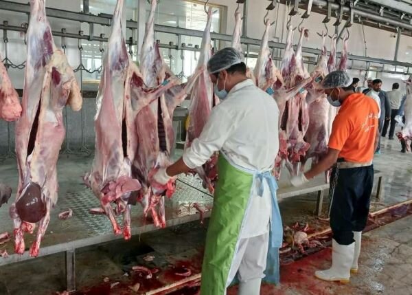 دامپزشكي،بوشهر،نظارت،اداره،شهرستان،ذبح،كشتارگاه،شرعي،دام،گوش ...