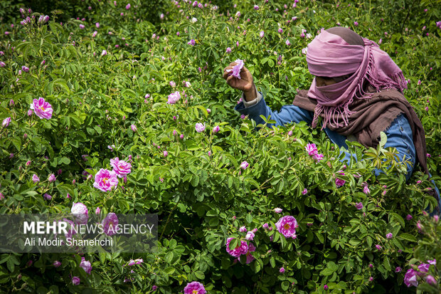 برداشت گل‌ محمدی در روستای «فرُخد» مشهد