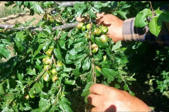 خسارت سنگین تگرگ به باغات شبستر خسارت سنگین تگرگ به باغات شبستر