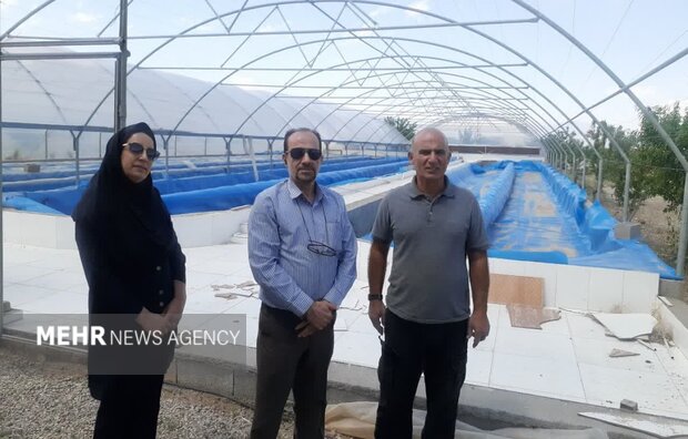 تولید سالانه ۲ تن جلبک اسپرولینا در شاهرود؛ اشتغالزایی برای ۶ نفر