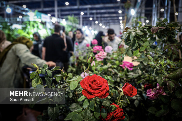 جشنواره رنگ ها و عطرها در مشهد