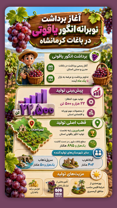 اینفوگرافیک؛ برداشت انگور یاقوتی از باغات استان کرمانشاه