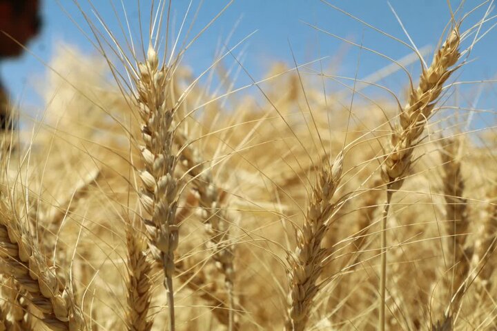 تقویت امنیت غذایی چهارمحال و بختیاری با خرید تضمینی گندم