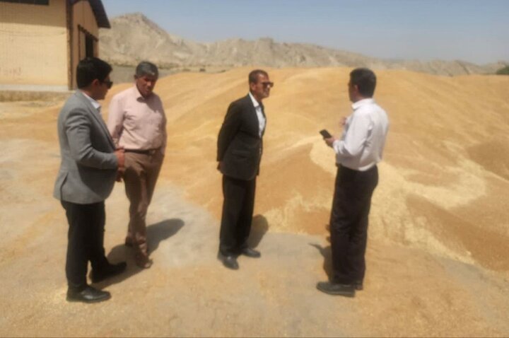 افزایش ۲ برابری خرید تضمینی گندم در بخش ارم دشتستان افزایش ۲ برابری خرید تضمینی گندم در بخش ارم دشتستان