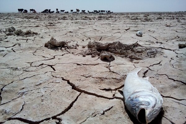 تالاب هامون؛ سرای امید خشکیده در دل کویر سیستان