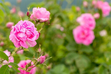 پیش بینی برداشت بیش از ۴۰ تُن گل محمدی از باغ های هوراند