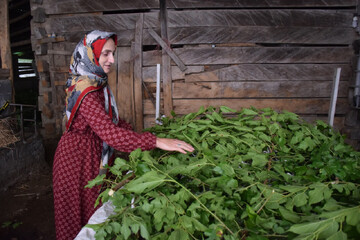 لفور جایی که هنوز برای کرم‌ها مادری می‌کنند؛ فراز و نشیب نوغان‌داری