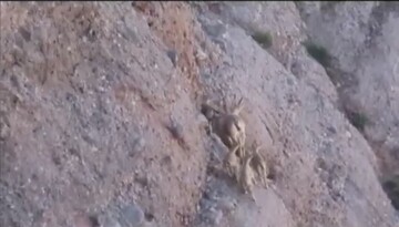 چهارقلو زایی بز وحشی در منطقه حفاظت شده سبزکوه چهارمحال‌وبختیاری