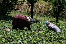 بازگشت زندگی به روستاهای کردستان؛ مهاجرت معکوس در ۱۹۶ روستا رقم خورد