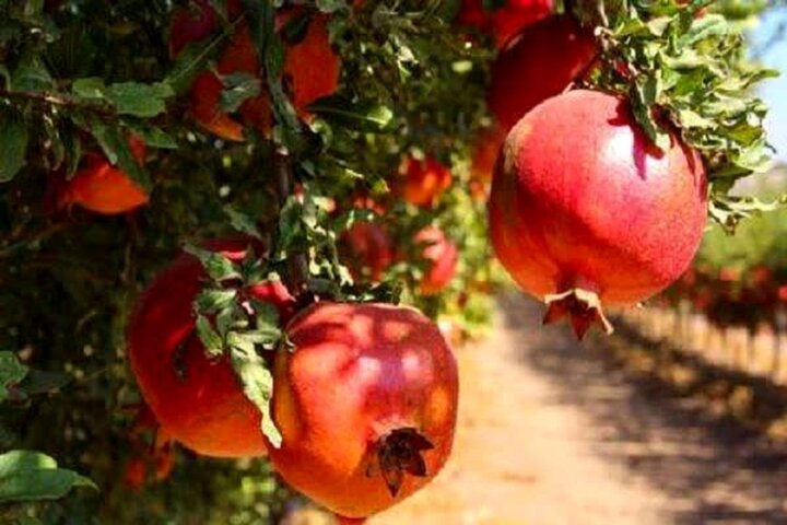 خورهه؛ گنجینه تاریخی محلات در انتظار بازسازی و رونق گردشگری